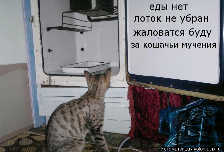 еды нет лоток не убран жаловатся буду за кошачьи мучения... Котоматрица: еды нет лоток не убран жаловатся буду за кошачьи мучения