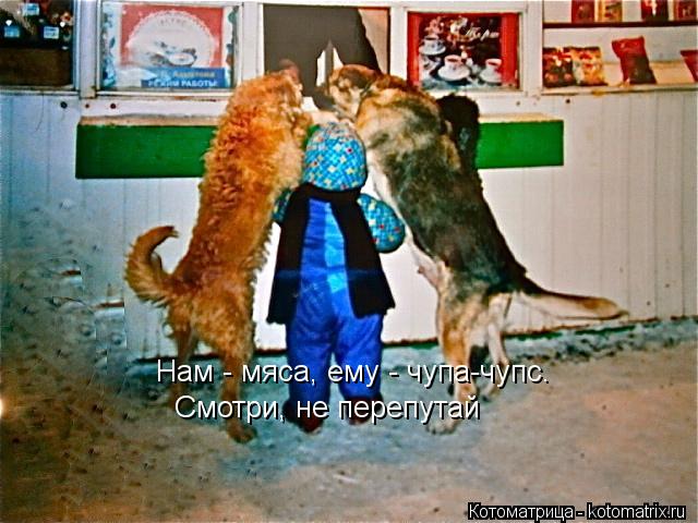 Котоматрица: Нам - мяса, ему - чупа-чупс. Смотри, не перепутай