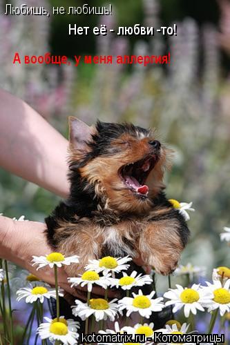 Котоматрица: Любишь, не любишь! Нет её - любви -то! А вообще, у меня аллергия!