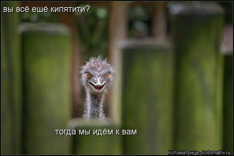 Котоматрица: вы всё ешё кипятити? тогда мы идём к вам