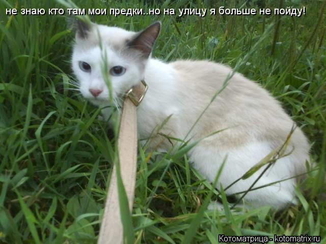 не знаю кто там мои предки..но на улицу я больше не пойду!... Котоматрица: не знаю кто там мои предки..но на улицу я больше не пойду!