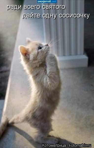 Котоматрица: ради всего святого дайте одну сосисочку