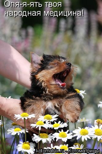 Котоматрица: Опя-я-ять твоя народная медицина!