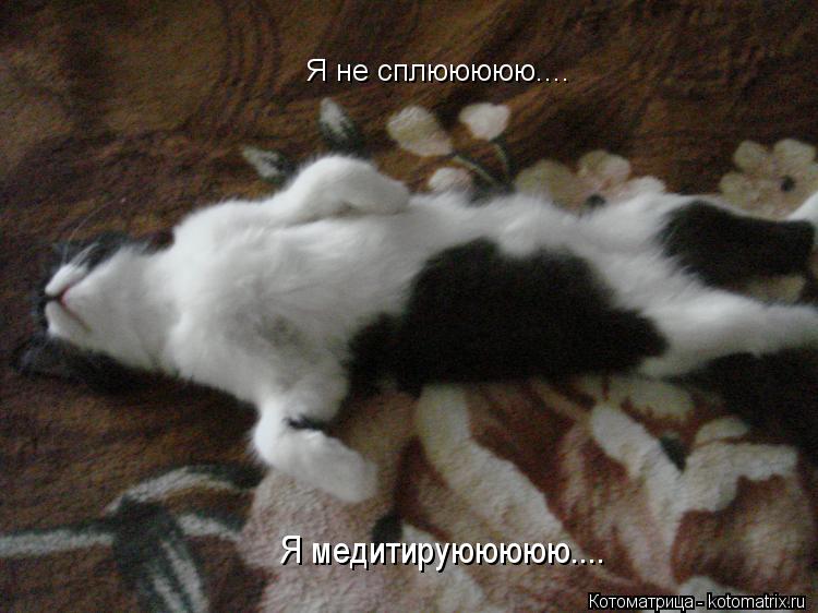 Котоматрица: Я не сплююююю....  Я медитируююююю....