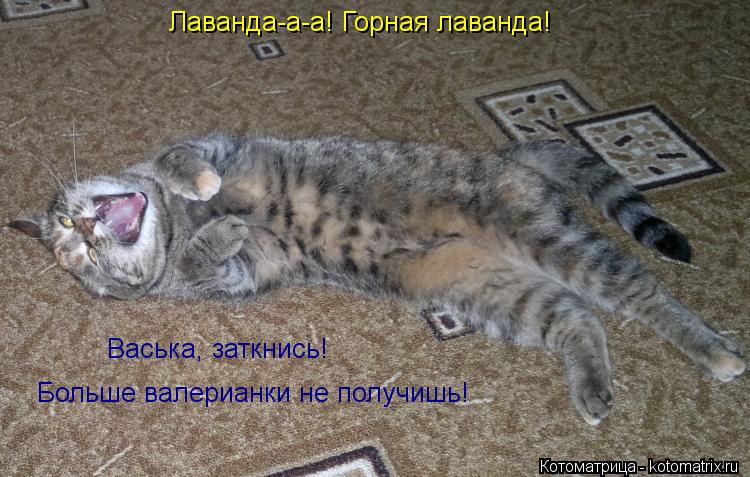 Котоматрица: Лаванда-а-а! Горная лаванда! Васька, заткнись! Больше валерианки не получишь!