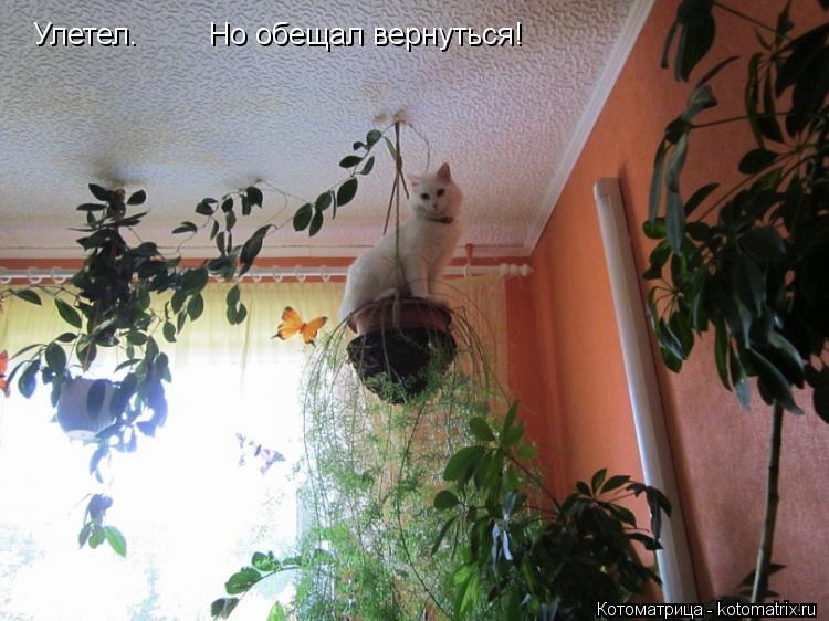 Котоматрица: Улетел.        Но обещал вернуться!