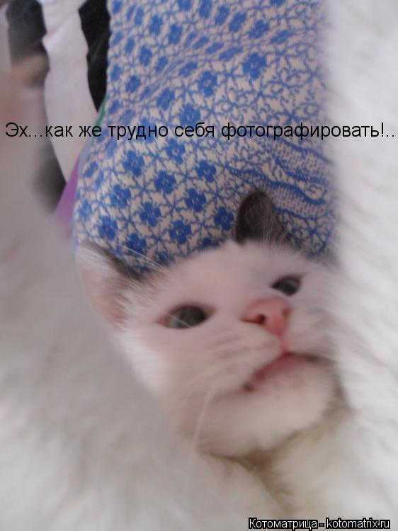Котоматрица: Эх...как же трудно себя фотографировать!..