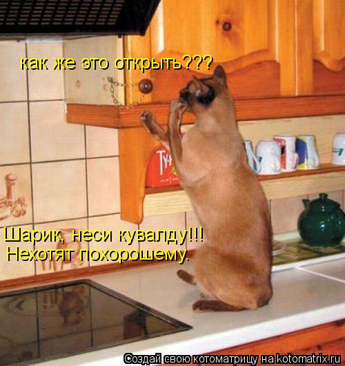 как же это открыть??? Шарик, неси кувалду!!! Нехотят похорошему.... Котоматрица: как же это открыть??? Шарик, неси кувалду!!! Нехотят похорошему.