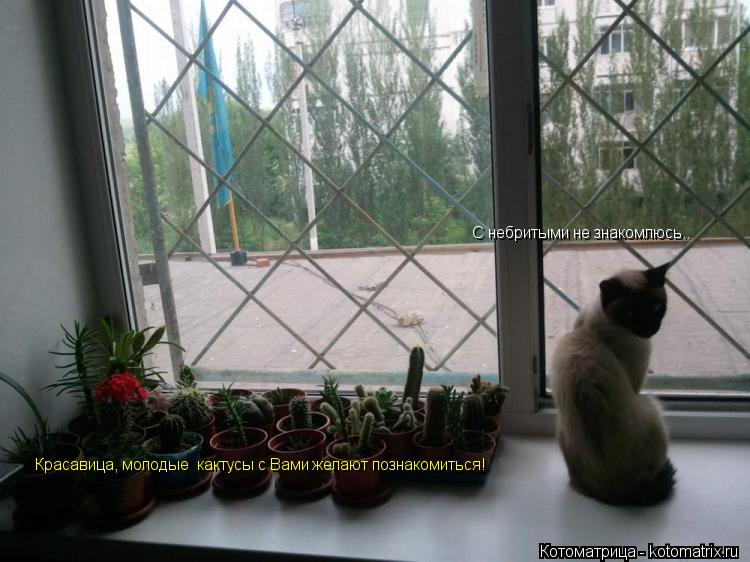 Котоматрица: Красавица, молодые  кактусы с Вами желают познакомиться! С небритыми не знакомлюсь..