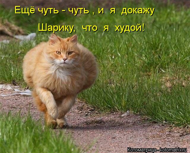 Ещё чуть - чуть , и я докажу Шарику, что я худой!... Котоматрица: Ещё чуть - чуть , и я докажу Шарику, что я худой!
