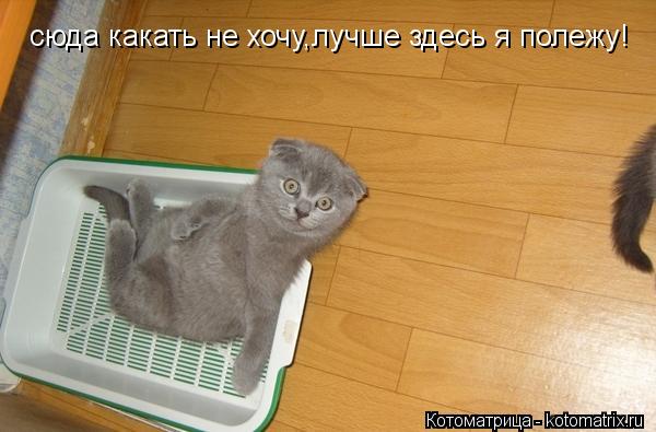 Котоматрица: сюда какать не хочу,лучше здесь я полежу!