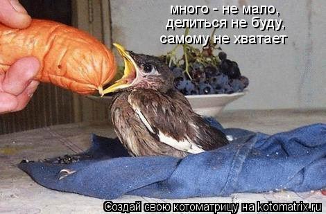 Котоматрица: много - не мало, делиться не буду,  самому не хватает