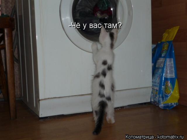 Котоматрица: -Чё у вас там?