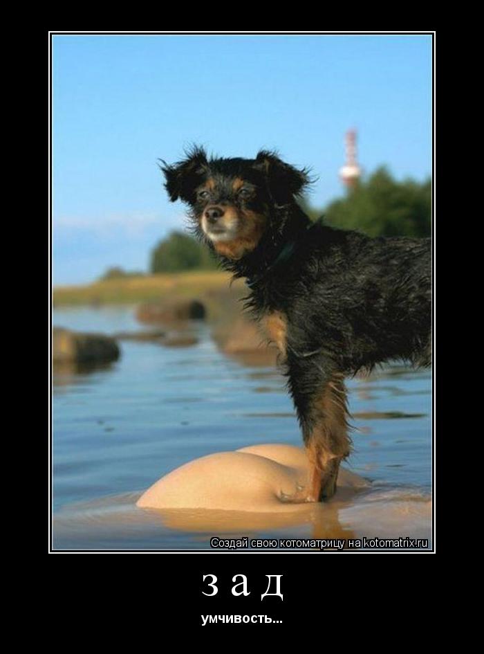 Котоматрица: зад умчивость...