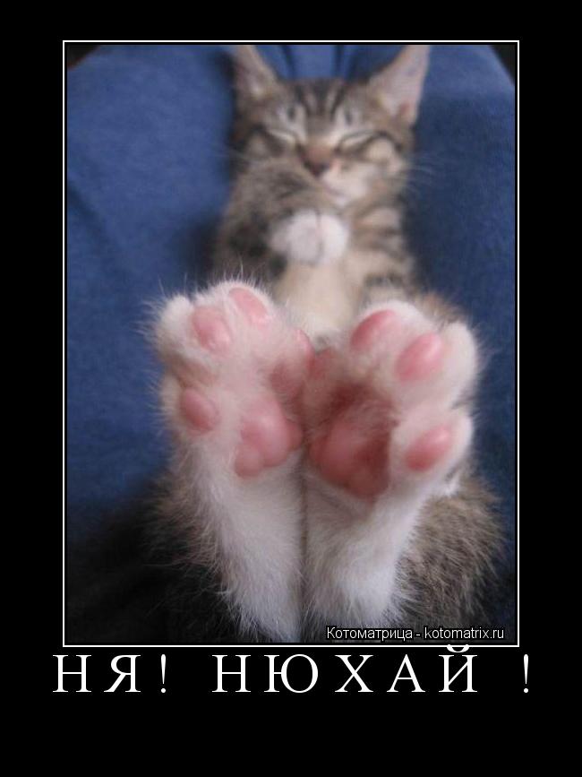 Котоматрица: НЯ! НЮХАЙ ! 