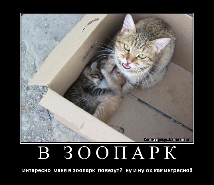 Котоматрица: В ЗООПАРК интересно  меня в зоопарк  повезут?  ну и ну ох как интресно!!