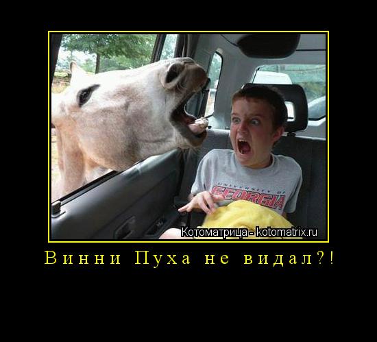 Винни Пуха не видал?! ... Котоматрица: Винни Пуха не видал?!