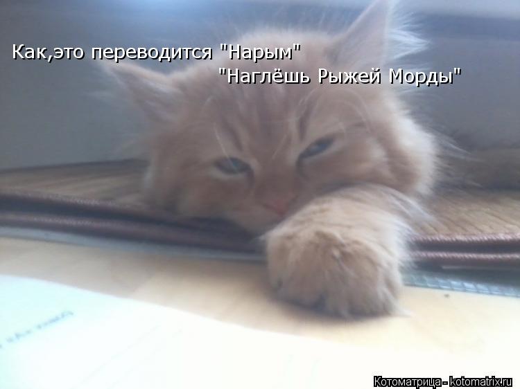 Как,это переводится "Нарым" "Наглёшь Рыжей Морды"... Котоматрица: Как,это переводится "Нарым" "Наглёшь Рыжей Морды"