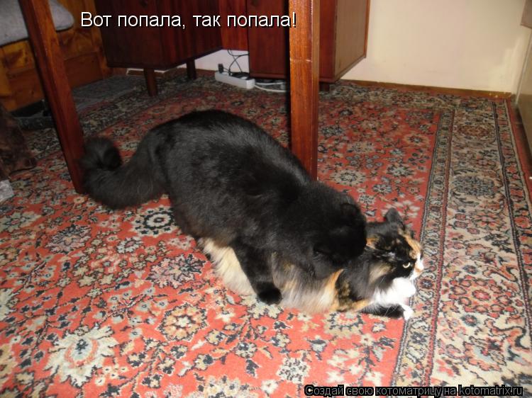 Котоматрица: Вот попала, так попала!