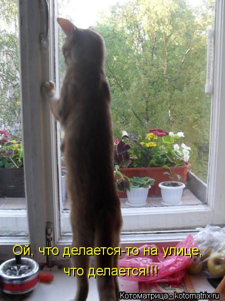 Котоматрица: Ой, что делается-то на улице, что делается!!!
