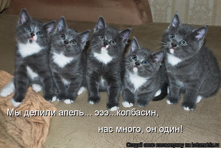 Мы делили апель... эээ...колбасин, нас много, он один!... Котоматрица: Мы делили апель... эээ...колбасин, нас много, он один!