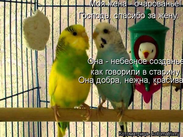 Котоматрица: Моя жена - очарованье! Господь, спасибо за жену.   Она - небесное созданье, как говорили в старину.   Она добра, нежна, красива, ей все решительн