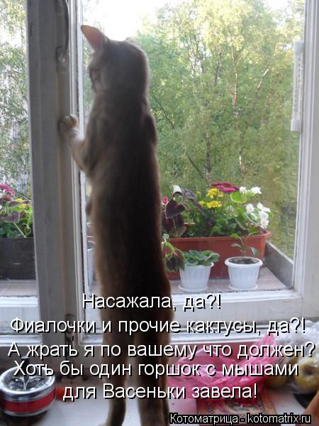 Котоматрица: Насажала, да?! Фиалочки и прочие кактусы, да?! А жрать я по вашему что должен? Хоть бы один горшок с мышами для Васеньки завела!