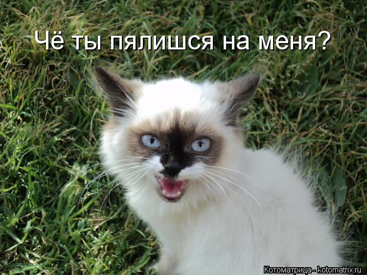 Котоматрица: Чё ты пялишся на меня?