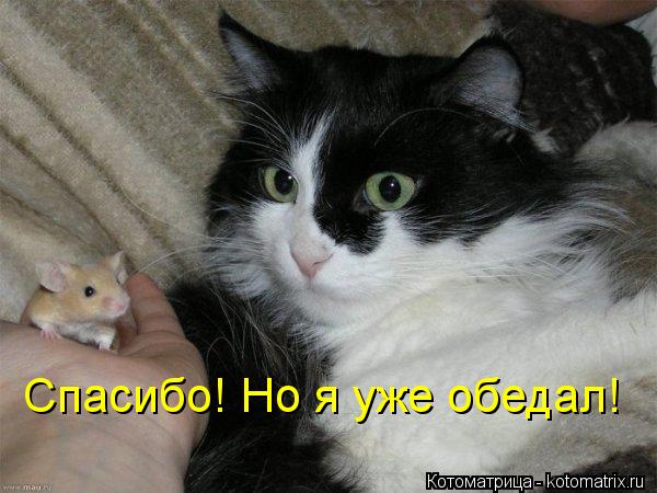 Котоматрица: Спасибо! Но я уже обедал!