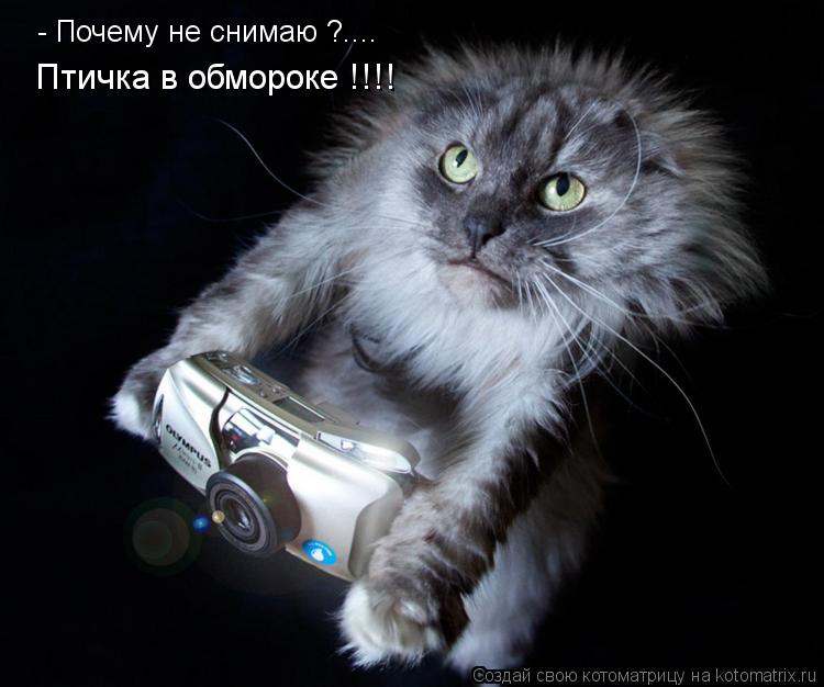 Котоматрица: - Почему не снимаю ?.... Птичка в обмороке !!!!