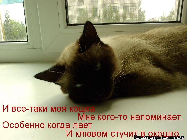 Котоматрица: И все-таки моя кошка    Мне кого-то напоминает.     Особенно когда лает    И клювом стучит в окошко