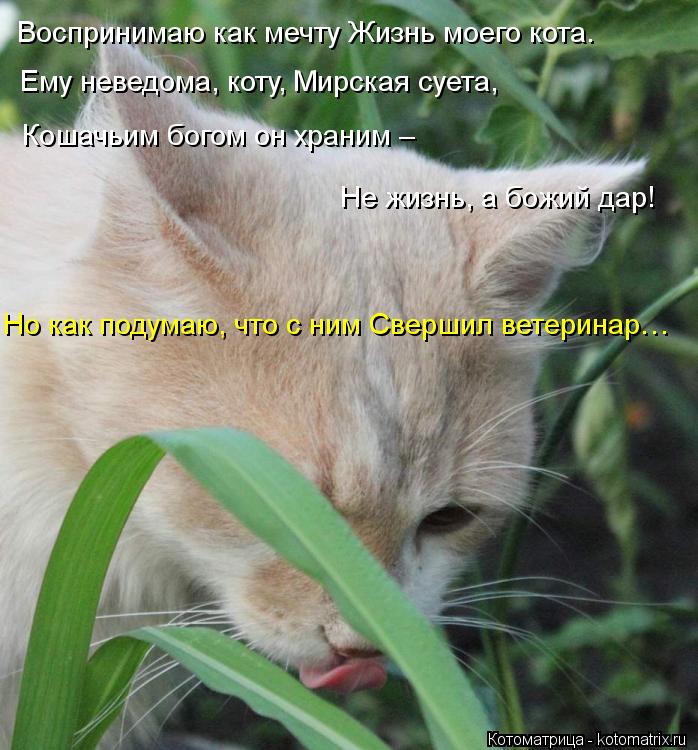 Котоматрица: Но как подумаю, что с ним Свершил ветеринар… Воспринимаю как мечту Жизнь моего кота.     Ему неведома, коту, Мирская суета, Кошачьим богом он 