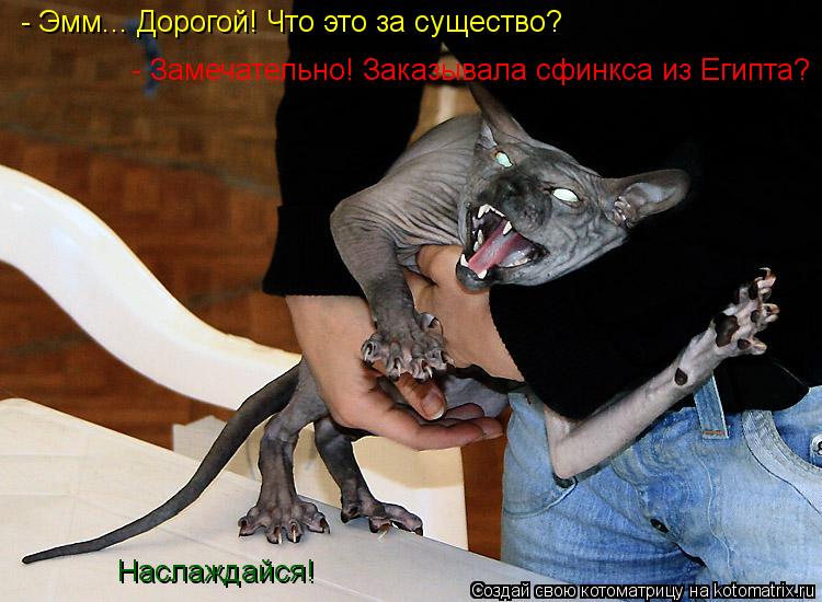 - Эмм... Дорогой! Что это за существо? - Замечательно! Заказывала сфинкса из Египта? Наслаждайся!... Котоматрица: - Эмм... Дорогой! Что это за существо? - Замечательно! Заказывала сфинкса из Египта? Наслаждайся!