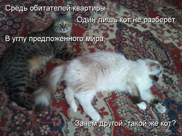 Котоматрица: Средь обитателей квартиры    Один лишь кот не разберёт    В углу предложенного мира,     Зачем другой, такой же кот?