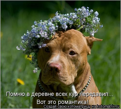 Котоматрица: Помню в деревне всех кур передавил... Вот это романтика!