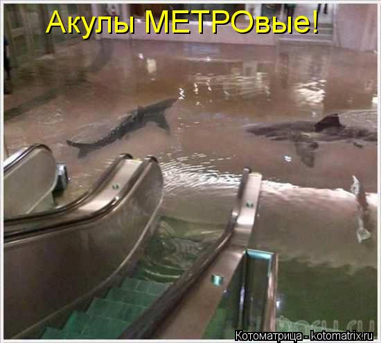 Котоматрица: Акулы МЕТРОвые!