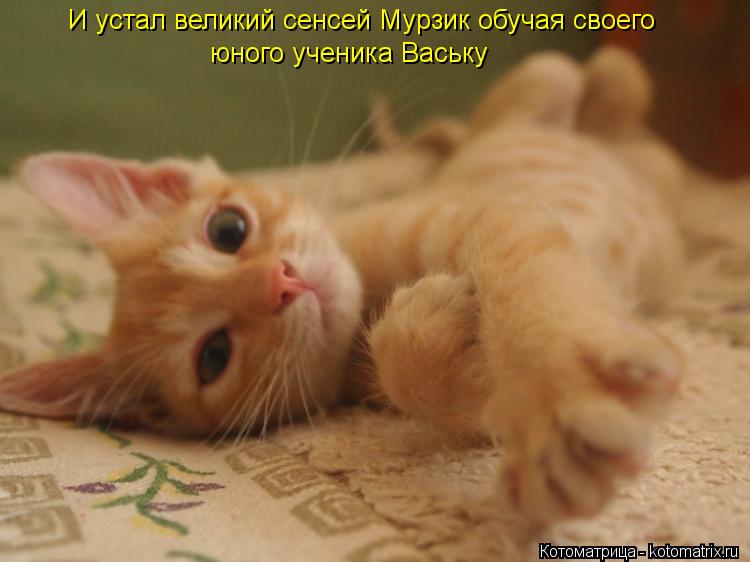 Котоматрица: И устал великий сенсей Мурзик обучая своего юного ученика Ваську