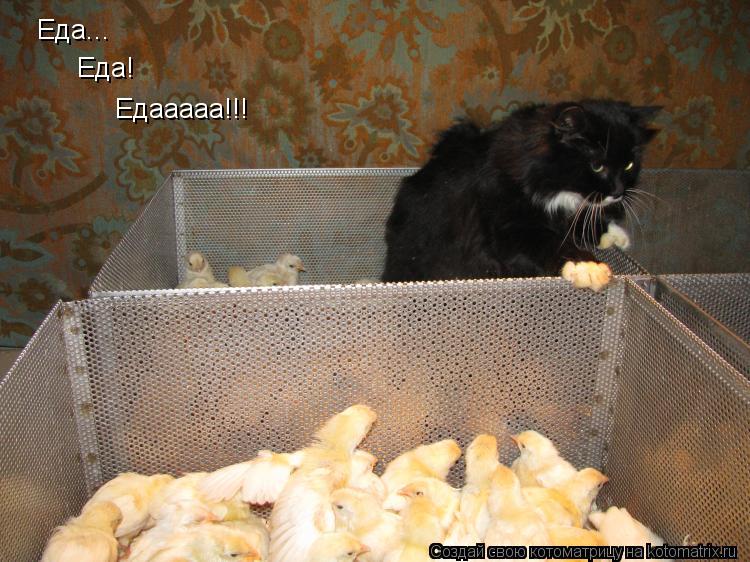 Котоматрица: Еда... Еда! Едааааа!!!