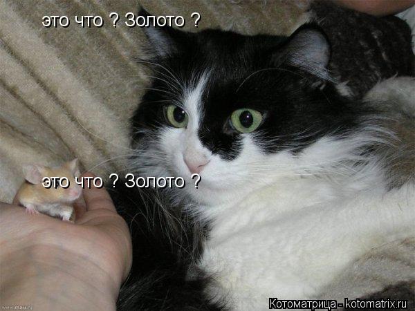 Котоматрица: это что ? Золото ? это что ? Золото ?
