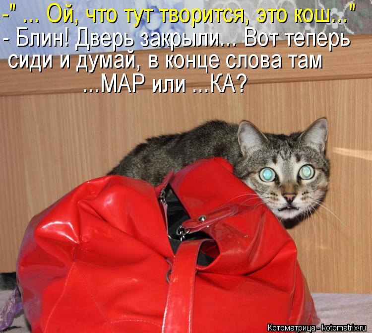 Котоматрица: -" ... Ой, что тут творится, это кош..." - Блин! Дверь закрыли... Вот теперь сиди и думай, в конце слова там  ...МАР или ...КА?