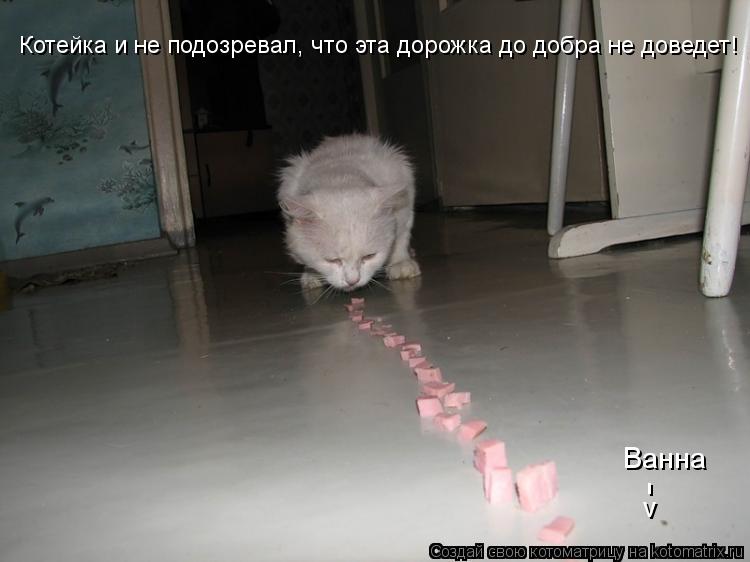 Котейка и не подозревал, что эта дорожка до добра не доведет! Ванна - v... Котоматрица: Котейка и не подозревал, что эта дорожка до добра не доведет! Ванна - v