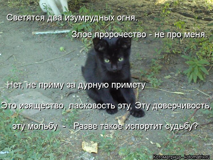 Светятся два изумрудных огня. Злое пророчество - не про меня. Нет, не приму за дурную примету ... Котоматрица: Светятся два изумрудных огня. Злое пророчество - не про меня. Нет, не приму за дурную примету Это изящество, ласковость эту, Эту доверчив