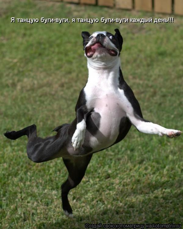 Котоматрица: Я танцую буги-вуги, я танцую буги-вуги каждый день!!!