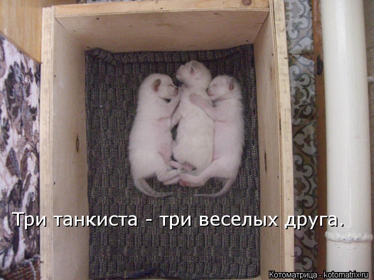 Три танкиста - три веселых друга.... Котоматрица: Три танкиста - три веселых друга.