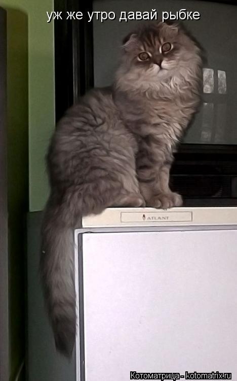 Котоматрица: уж же утро давай рыбке