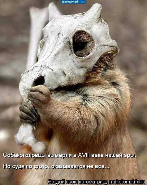 Котоматрица: Собакоголовцы вымерли в XVlll веке нашей эры. Но судя по фото, оказывается не все...