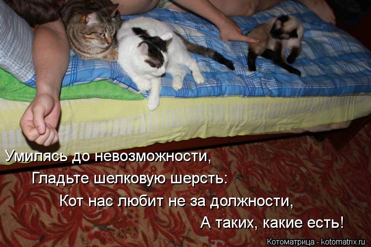 Котоматрица: Умилясь до невозможности,     Гладьте шелковую шерсть:    Кот нас любит не за должности,    А таких, какие есть!