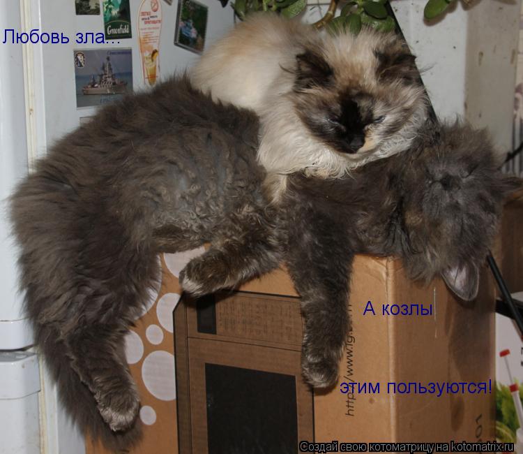 Котоматрица: Любовь зла... А козлы  этим пользуются!