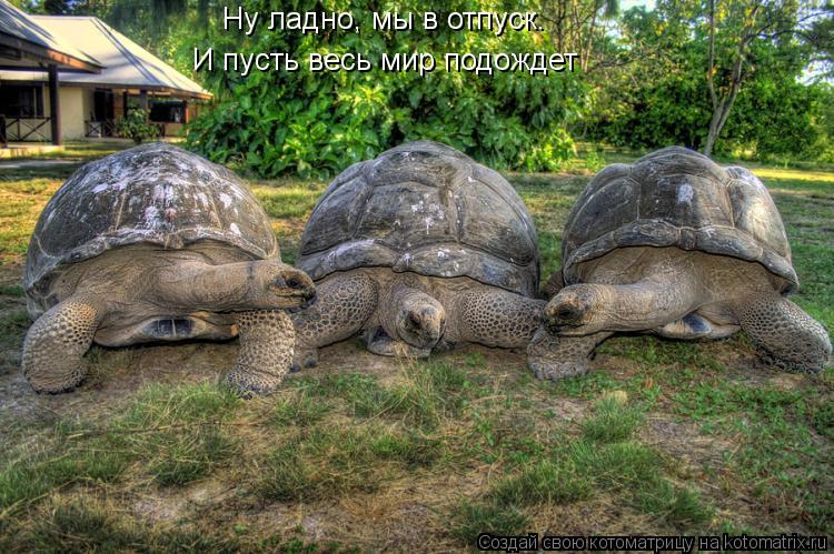 Ну ладно, мы в отпуск. И пусть весь мир подождет... Котоматрица: Ну ладно, мы в отпуск. И пусть весь мир подождет