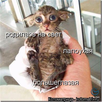 Котоматрица: родилась на свет лапоухая большеглазая